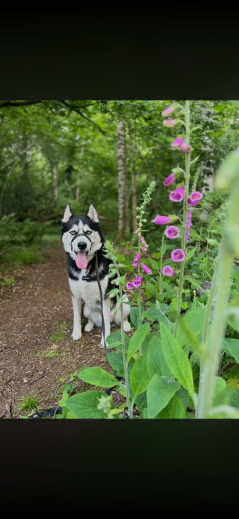 Siberian husky 