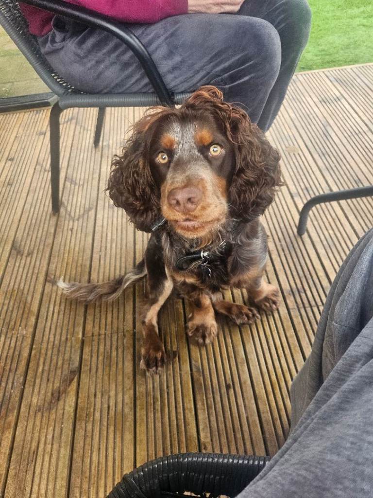 1 year old sprocker