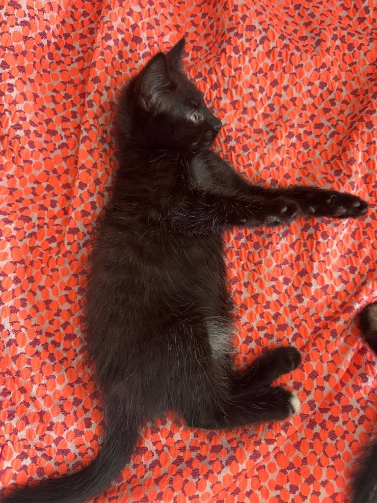 Female kitten 