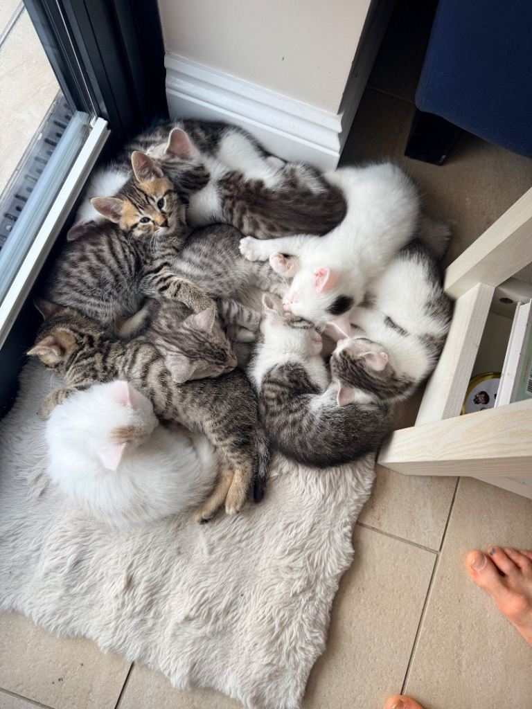 Bengal cross Kittens. Gorgeous.