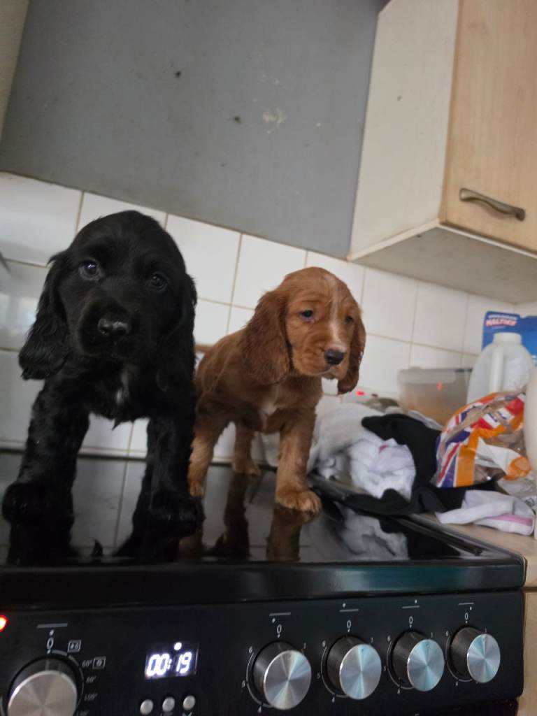 Last 2 boys Cocker Spaniel puppies 