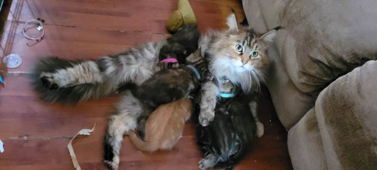 5 Gorgeous fluffy Maincoon x kittens ready now