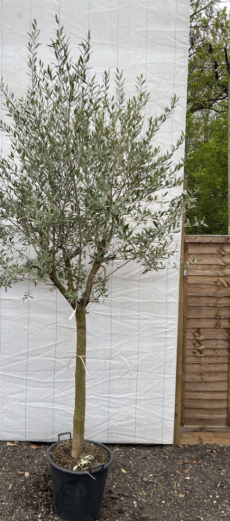6ft Thick Olive 🫒 Trees RRP £399.99