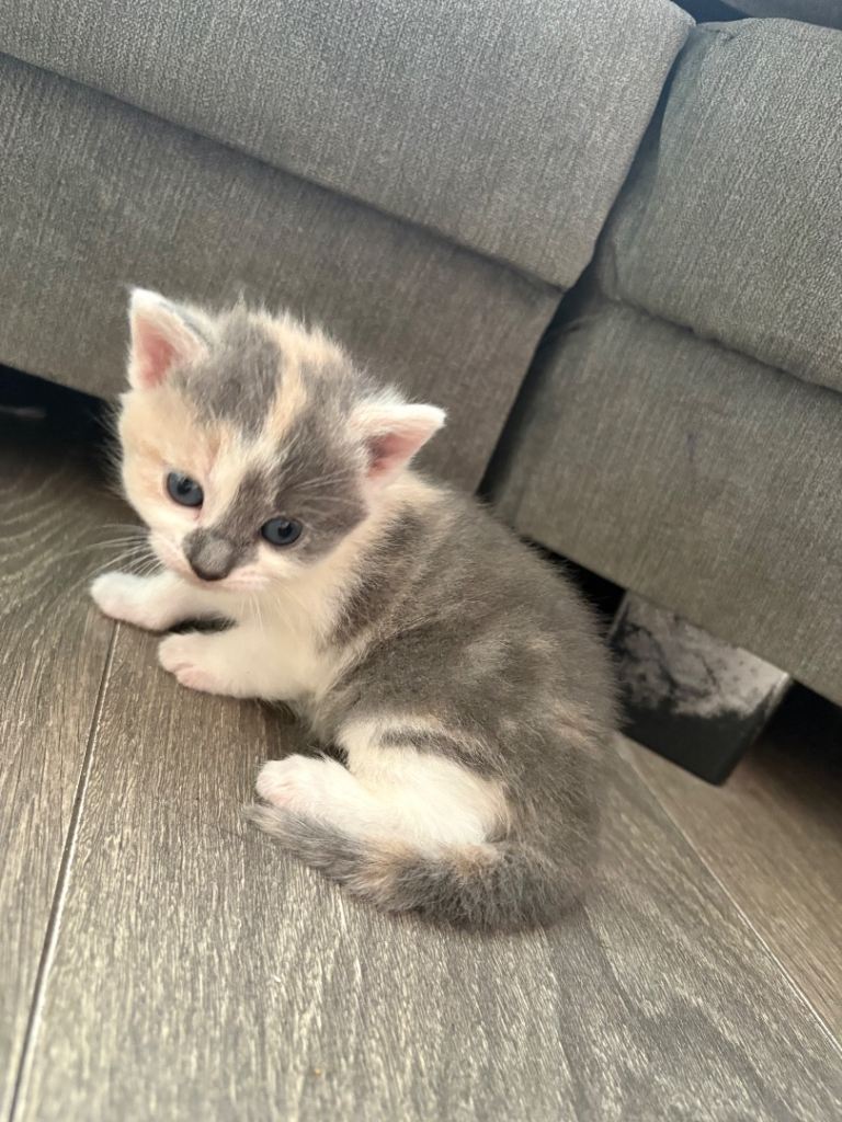 Last beautiful dilute calico female kitten 