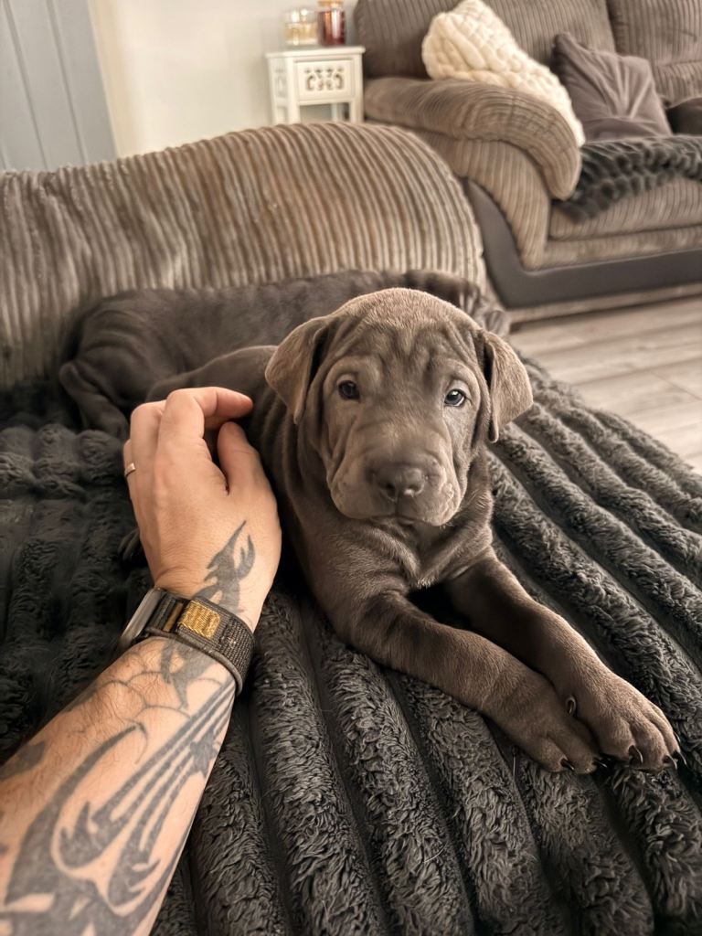 BEAUTIFUL GREY FEMALE SPANIEL CROSS SHAR PEI