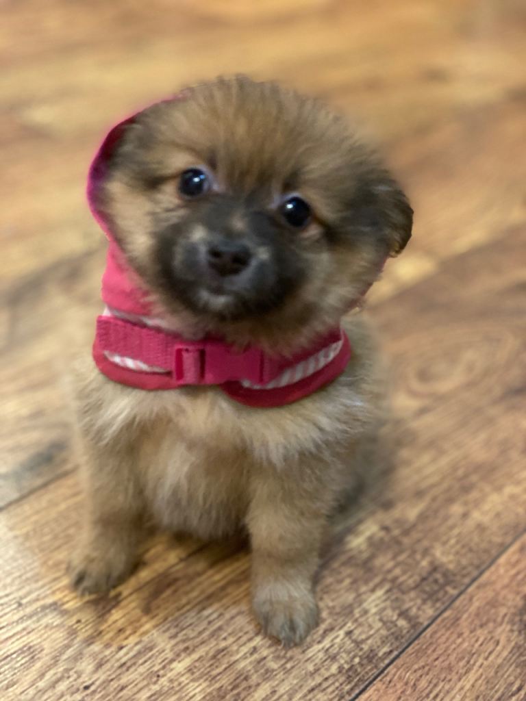  Beautiful  Pomeranian puppies sells (fox face)