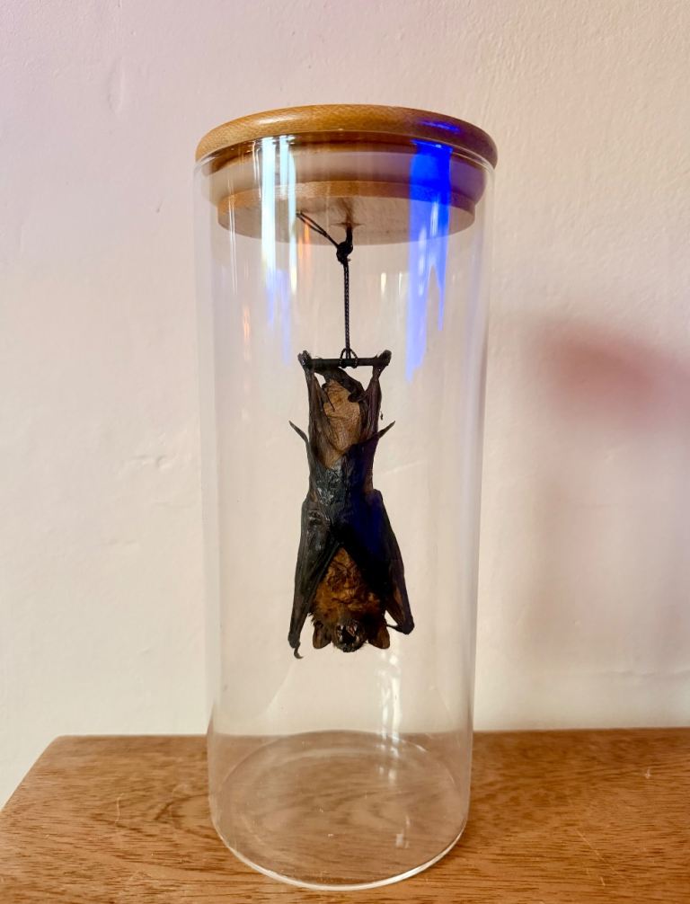 Taxidermy bat in dome 