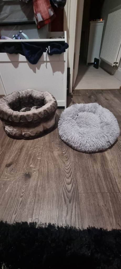 Cat accessory bundle l