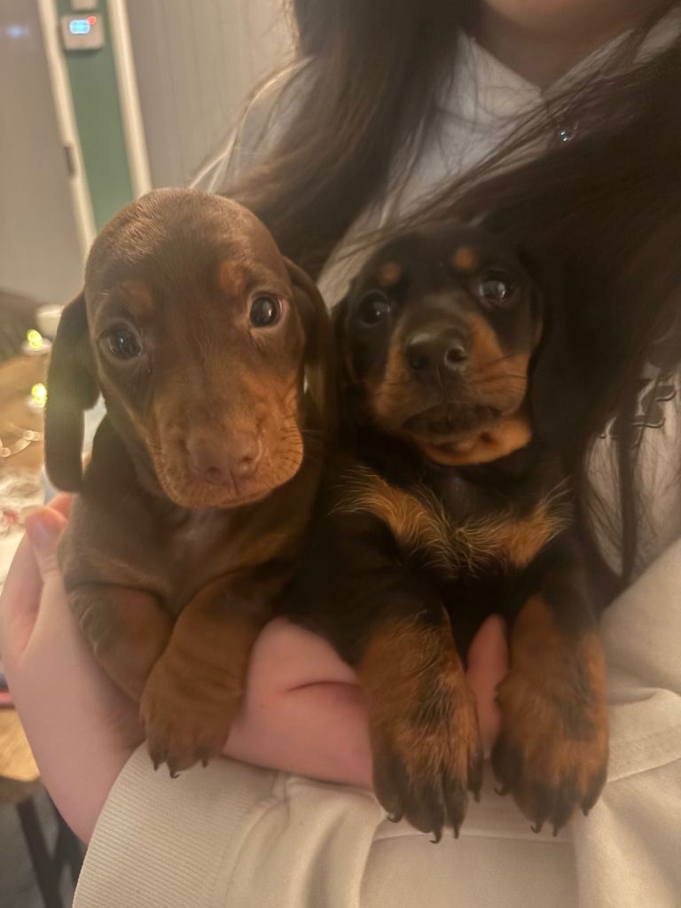 Dachshund pups