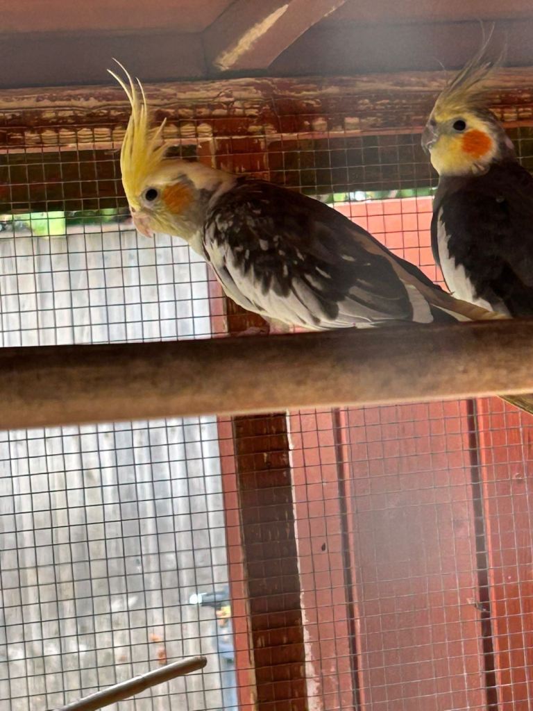 Cockatiels and Rosellas 