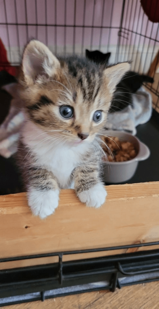 Mix-persian-british shorthair fluffy kittens 