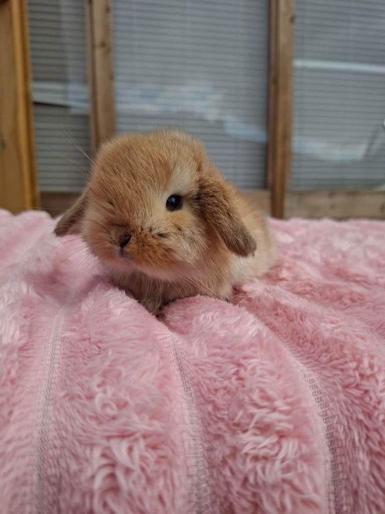 Mini Lop Babies