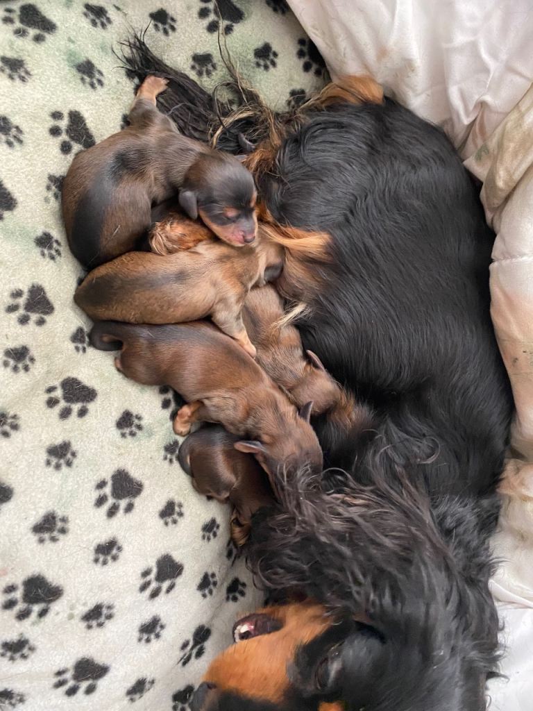 6x Miniature Longhaired Dachshund