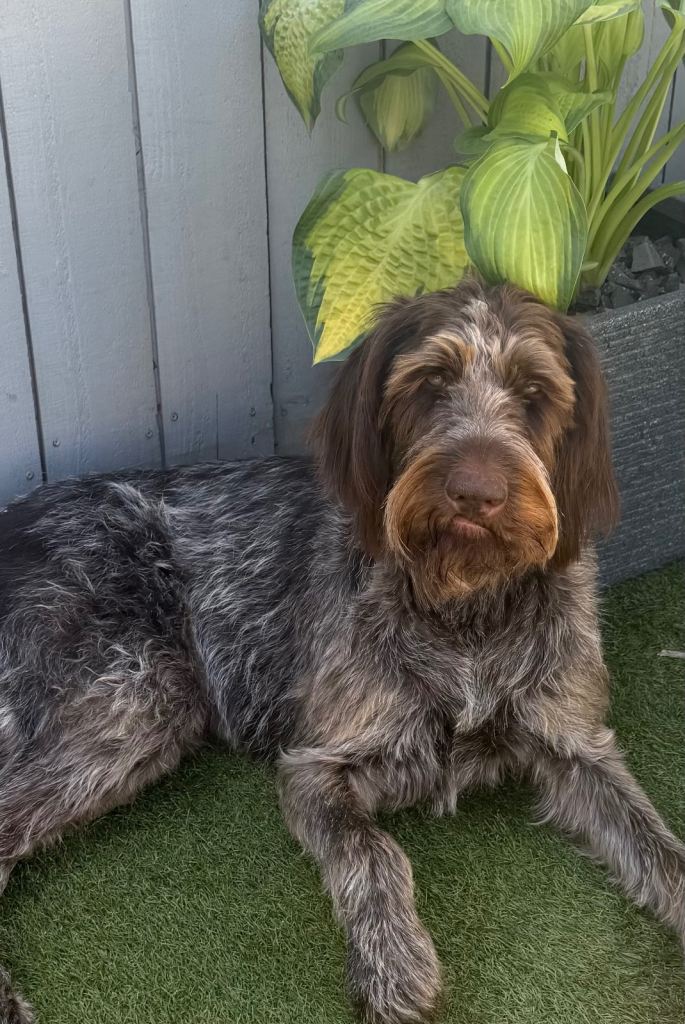 German wire haired pointer 