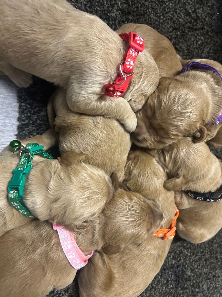 F1 goldendoodles for sale 7 left viewings available next week. 