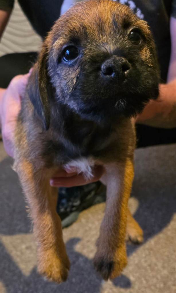 Adorable Border Terrier Puppies 