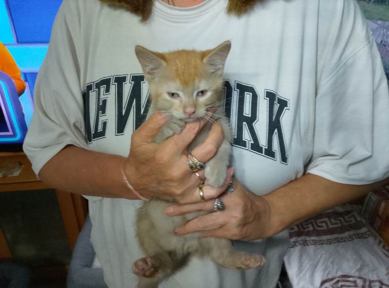 Kitten fluffy ginger