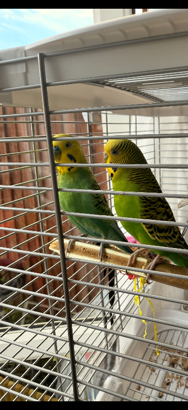 2 budgies and small vision cage. 