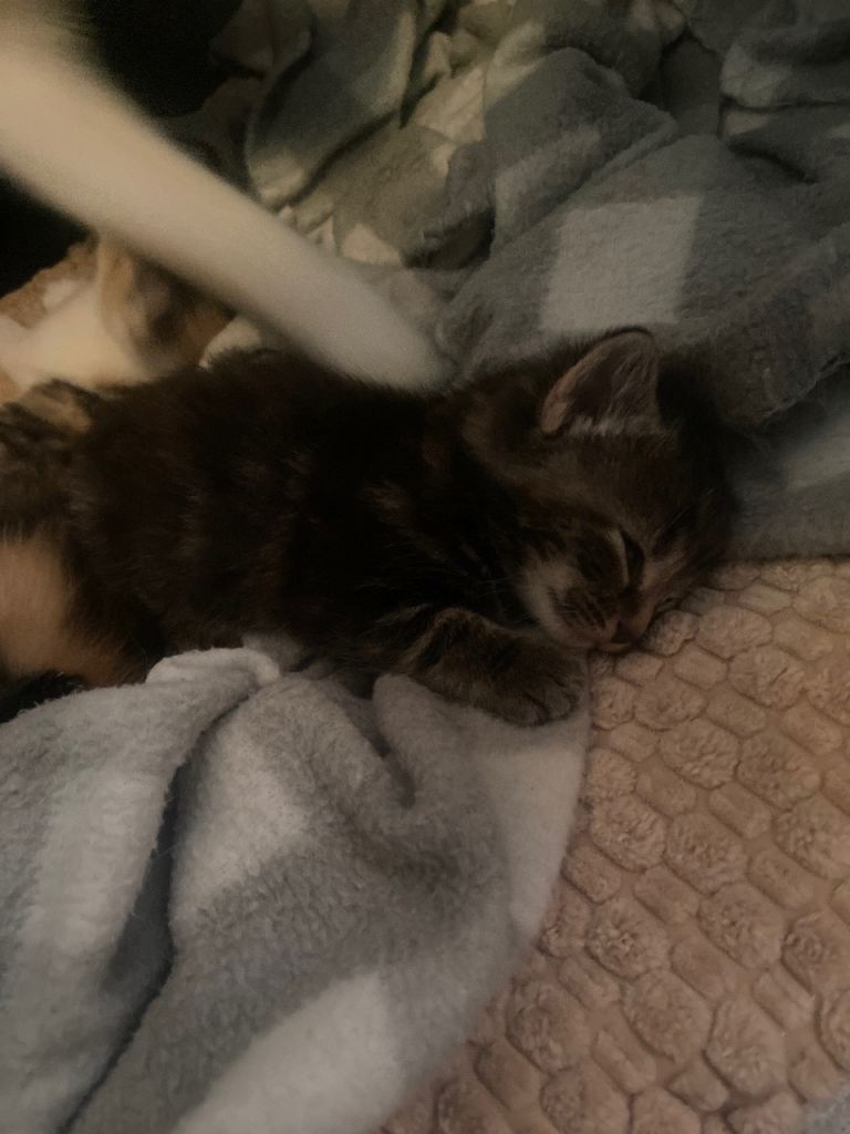 Kittens 