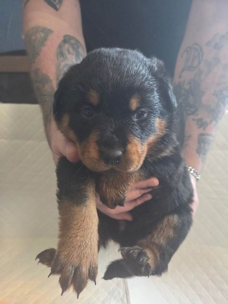 Stunning rottweiler puppies 