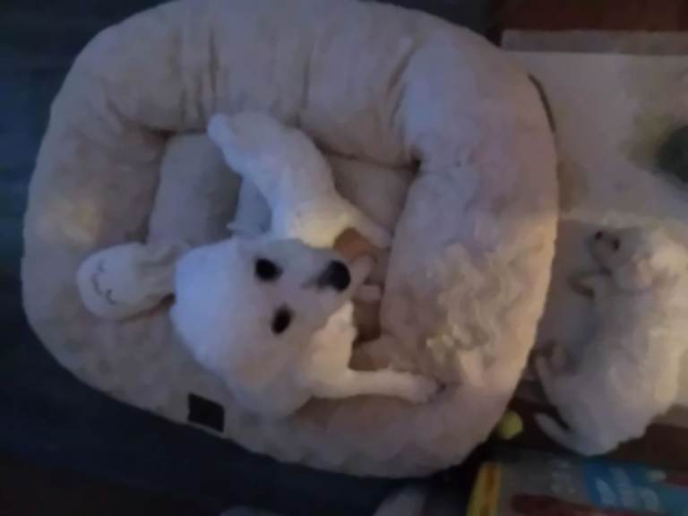Bichon frise 