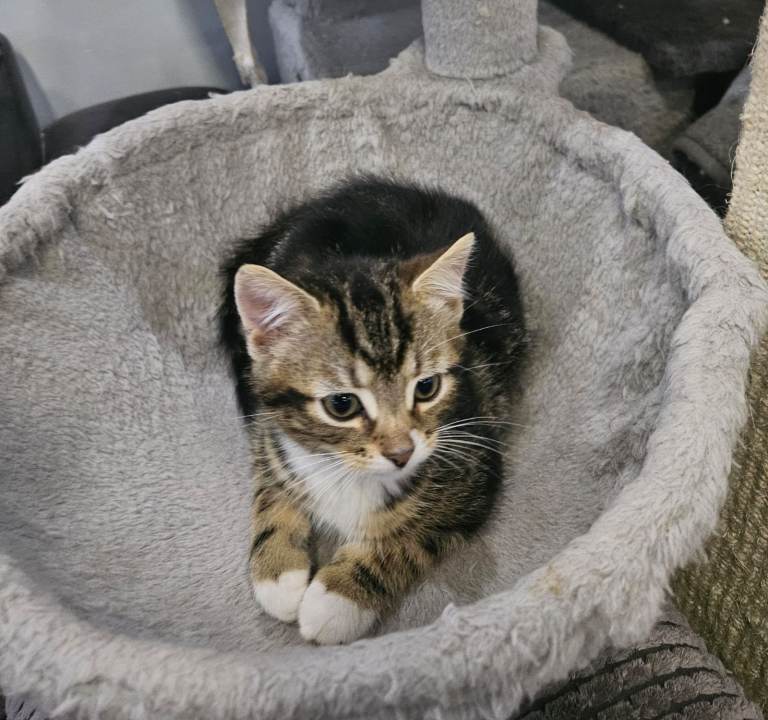 Adorable, fluffy Siberian kitten ready for a new home.