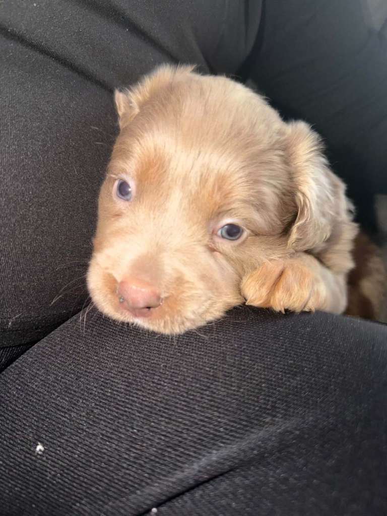 mix puppies all MALE
