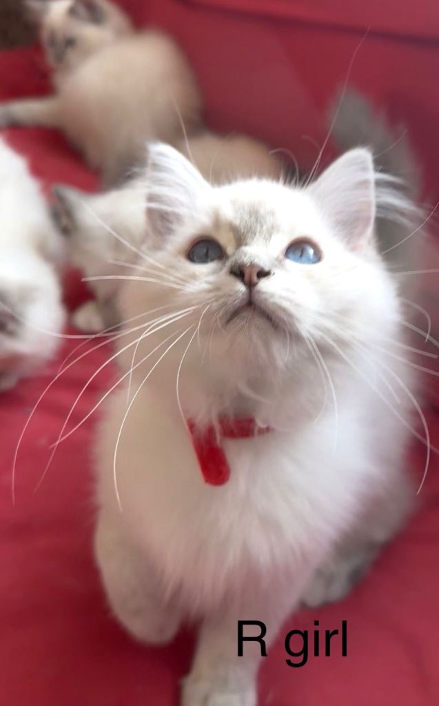 Ragdoll kittens 
