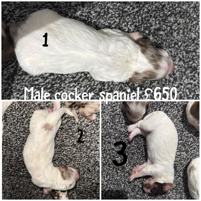 Cocker spaniel puppy’s 
