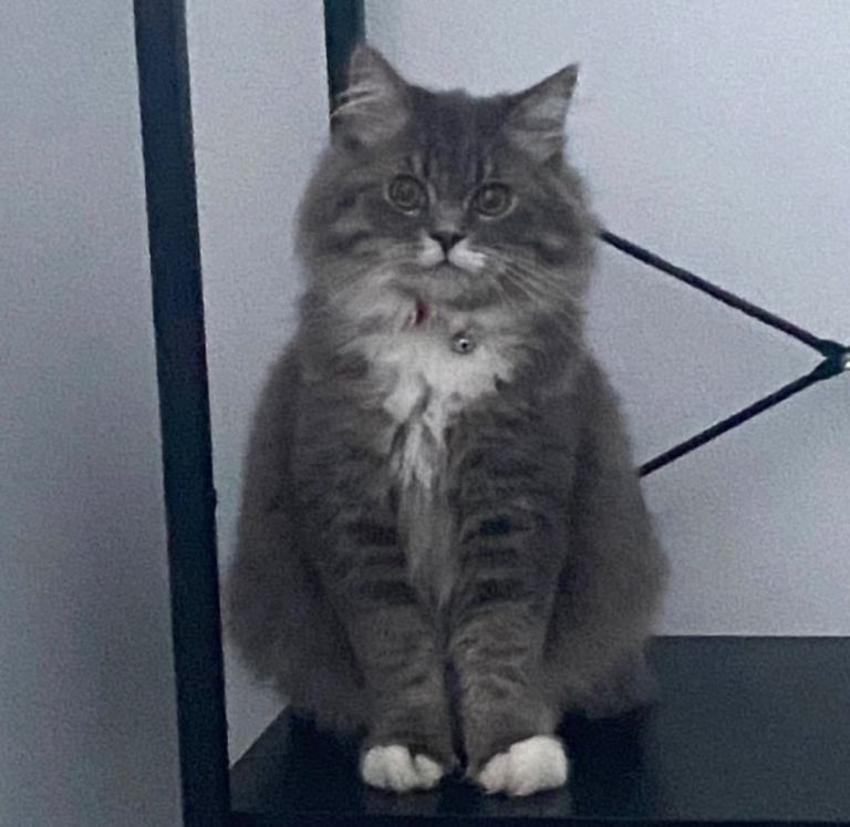 Grey, long haired, cat