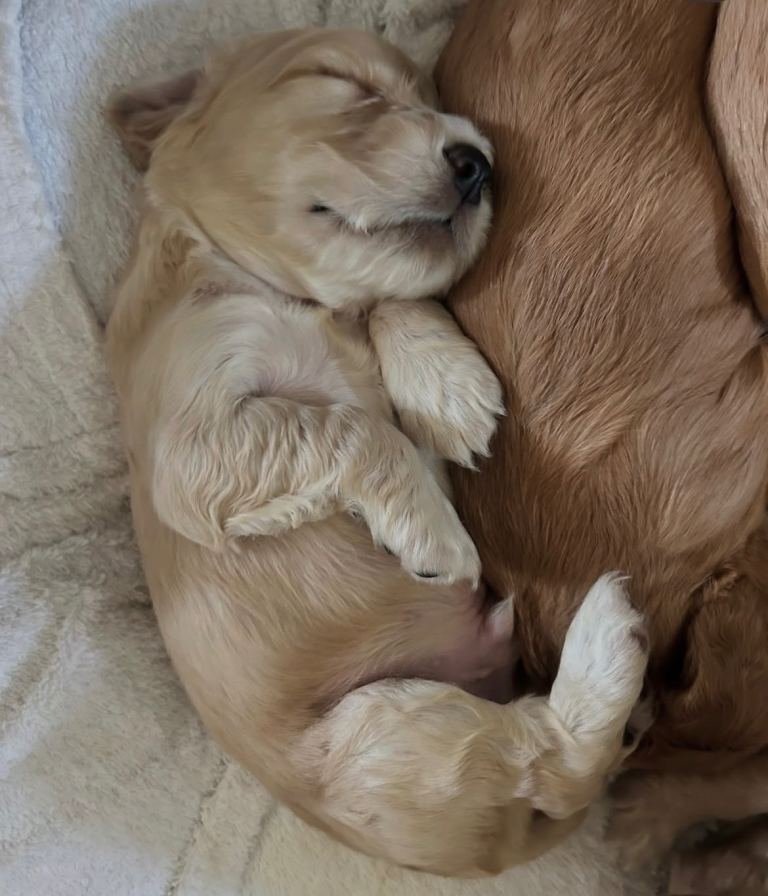 Beautiful spaniel pups 