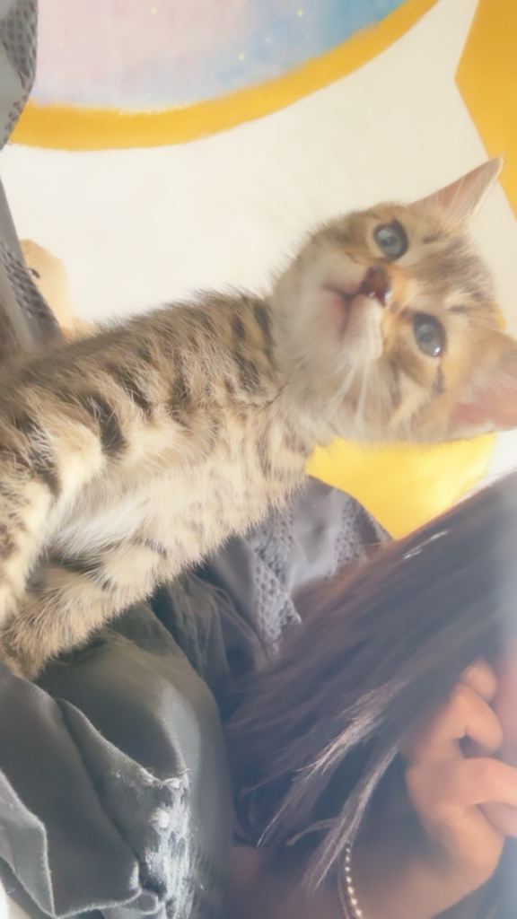 9 week old kitten