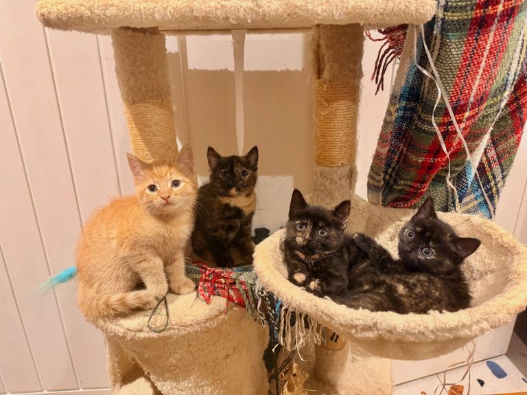 Tortoiseshell and Ginger Kittens Ready for a New Home