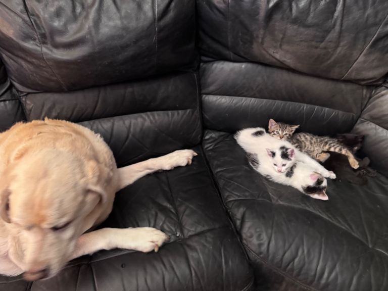 Kittens for sale