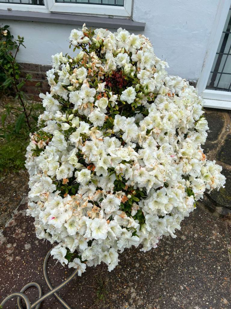 Azealia Bonsai Tree