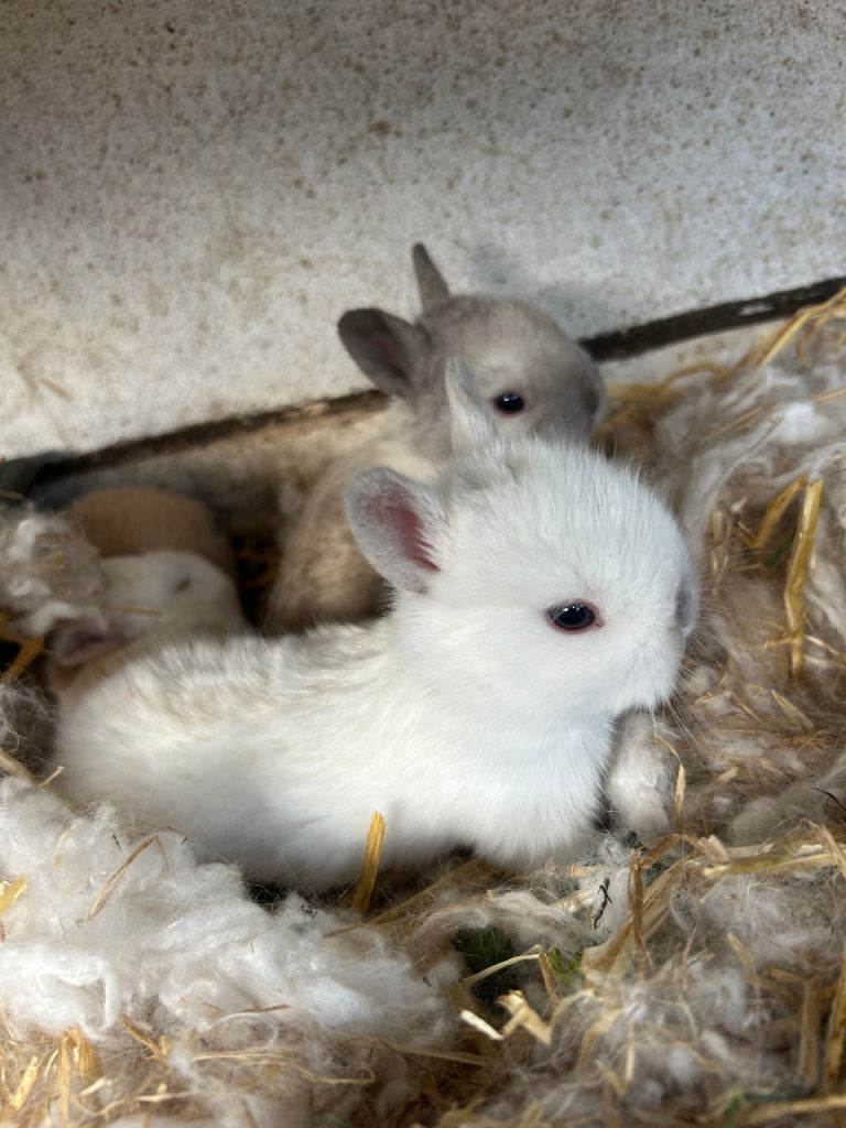 Mini Netherlands dwarf looking for a new home 