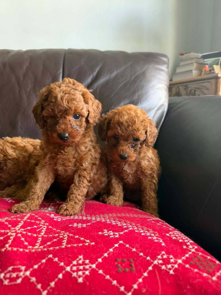 Toy poodle