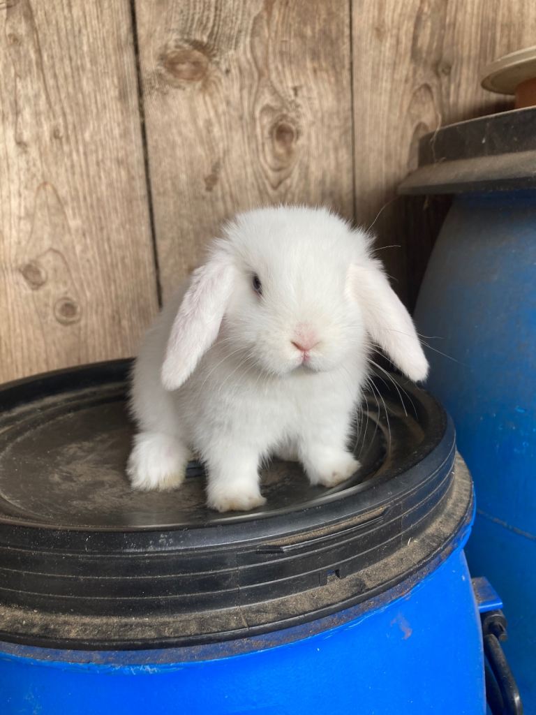 Purebred mini lops 