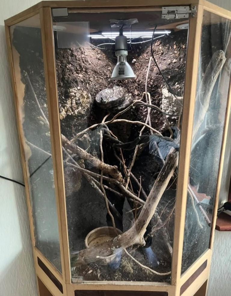 Arboreal Reptile Vivarium With Stand and Shelving - 3D Background Heating Lighting Included