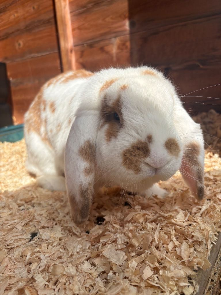 9 month old Giant french lop rabbit