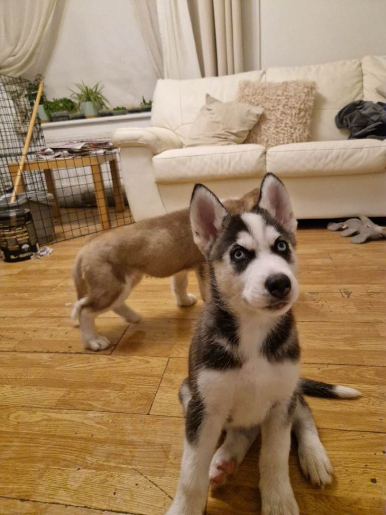Siberian Husky puppies 