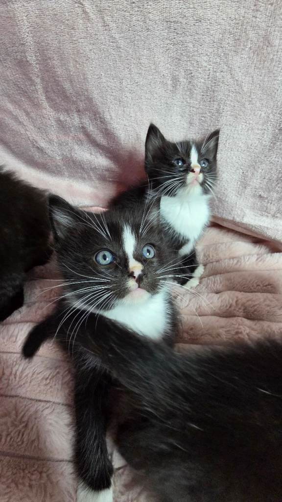 READY NOW! Kittens *2 STILL AVAILABLE £150*