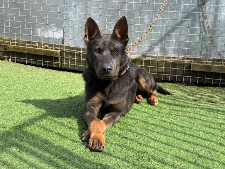 Blue Male German shepherd 