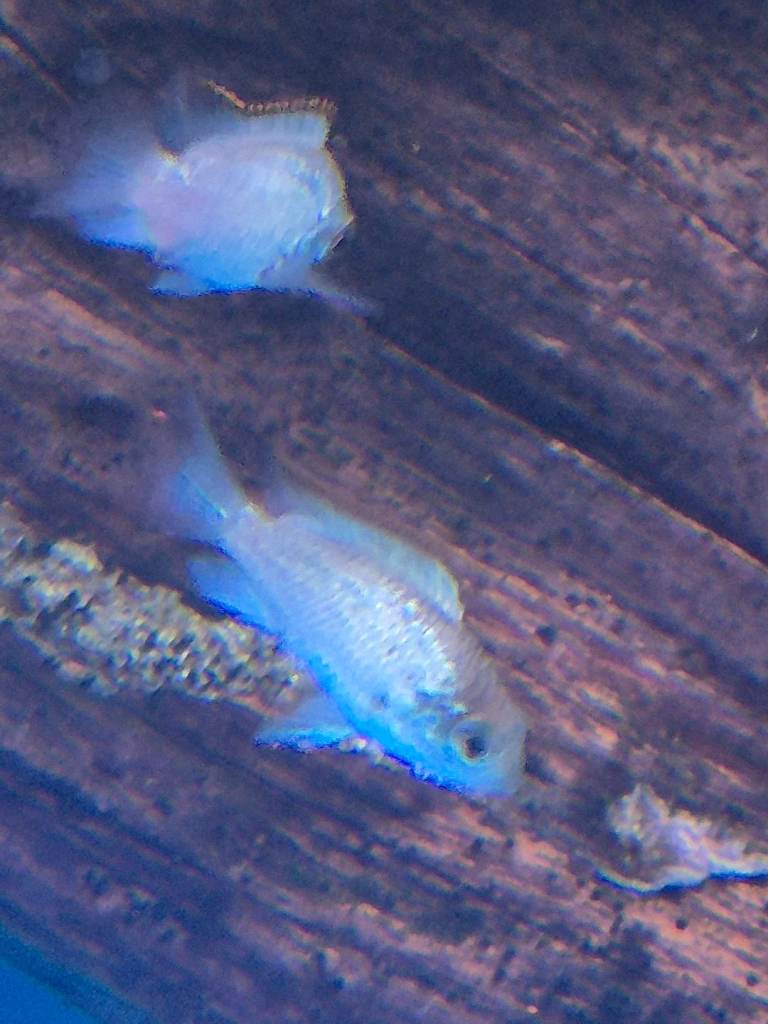 Electric blue acaras, manucaparu Angel