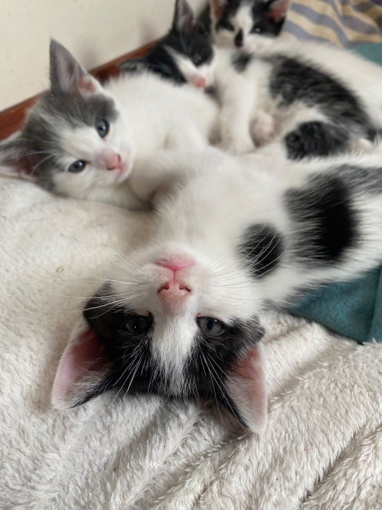 Kittens for sale