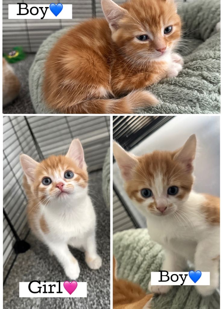3x Ginger Kittens For Sale
