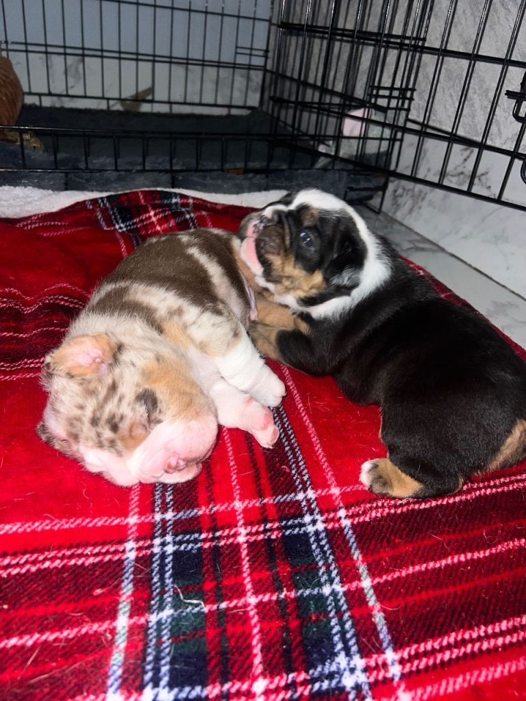 2 olde double bully’s for sale. 