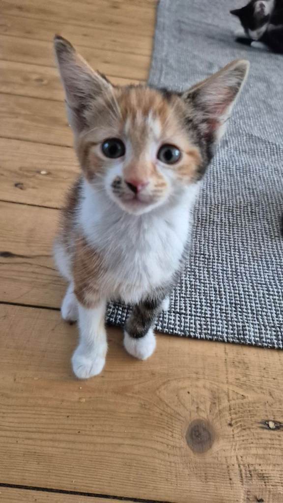 Female kitten 
