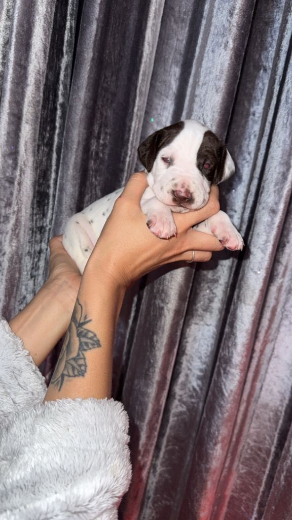 🐾 KC REGISTERED DALMATIAN PUPPIES 🐾