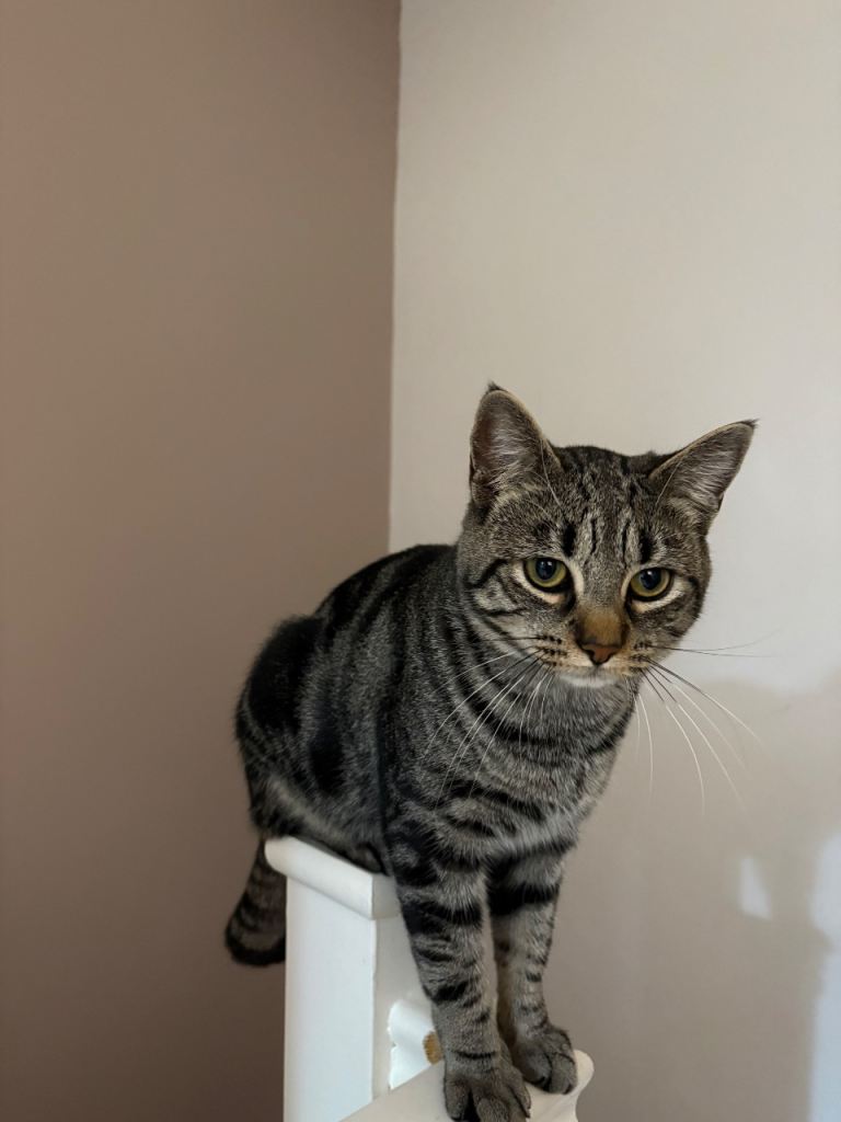 1 Year Old Male Tabby Cat
